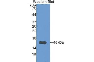 Image no. 1 for anti-Interleukin 17F (IL17F) (AA 31-163) antibody (ABIN1175238)
