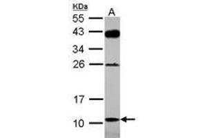 Image no. 2 for anti-D-Amino Acid Oxidase Activator (DAOA) (AA 1-153) antibody (ABIN1498354)