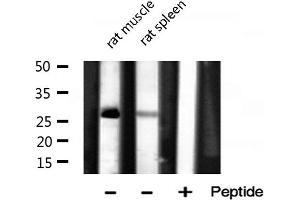 Image no. 2 for anti-Mitochondrial Ribosomal Protein L16 (MRPL16) (Internal Region) antibody (ABIN6258514)