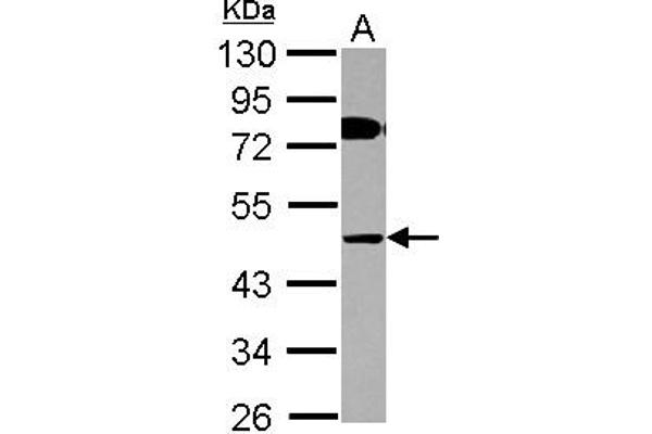 COLQ anticorps  (AA 248-455)