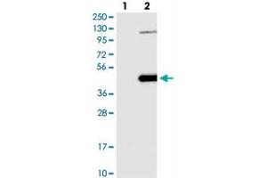 Image no. 2 for anti-NOP2/Sun Domain Family, Member 3 (NSUN3) antibody (ABIN5584782)