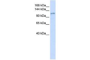 Image no. 1 for anti-Diacylglycerol Kinase, eta (DGKH) (Middle Region) antibody (ABIN634354)