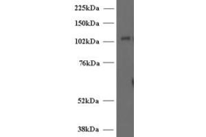 Image no. 3 for anti-Unc-13 Homolog D (UNC13D) (Internal Region) antibody (ABIN185677)