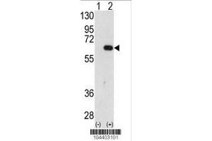 Image no. 3 for anti-Autocrine Motility Factor Receptor (AMFR) (AA 571-601) antibody (ABIN388938)