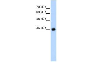 Image no. 1 for anti-gamma-aminobutyric Acid (GABA) A Receptor, gamma 2 (GABRG2) antibody (ABIN630118)