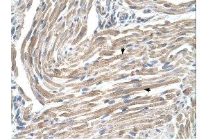 Image no. 1 for anti-Microsomal Glutathione S-Transferase 2 (MGST2) (N-Term) antibody (ABIN630237)