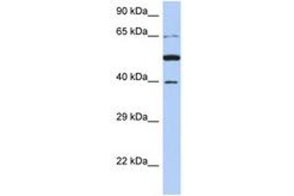 PNMA3 antibody  (AA 71-120)