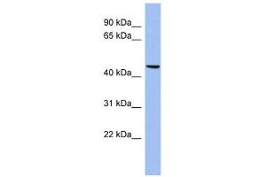 Image no. 1 for anti-Matrilin 3 (MATN3) (N-Term) antibody (ABIN633907)