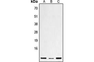Image no. 1 for anti-Defensin, beta 1 (DEFB1) (Center) antibody (ABIN2706022)