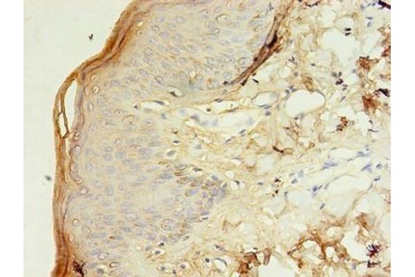 Tetraspanin 6 antibody  (AA 115-208)
