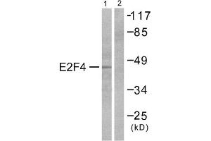 Image no. 2 for anti-E2F Transcription Factor 4, P107/p130-Binding (E2F4) (Internal Region) antibody (ABIN1848516)