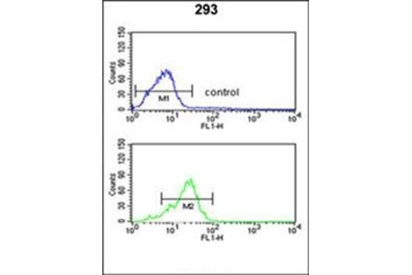 anti-Calcineurin B (CAN) (AA 9-38), (N-Term) antibody