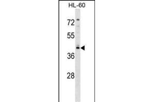 RGS11 Antibody (Center) (ABIN1538067 and ABIN2848674) western blot analysis in HL-60 cell line lysates (35 μg/lane).