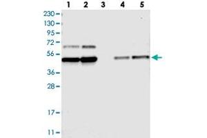 Image no. 2 for anti-Family with Sequence Similarity 172, Member A (Fam172a) antibody (ABIN5577786)