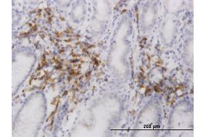 Image no. 5 for anti-ER Degradation Enhancer, Mannosidase alpha-Like 2 (EDEM2) (AA 479-578) antibody (ABIN565911)