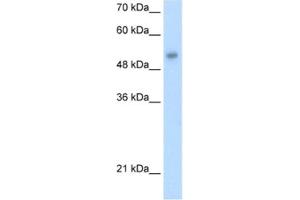Image no. 1 for anti-One Cut Homeobox 3 (ONECUT3) antibody (ABIN2460968)