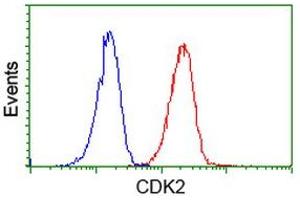 Image no. 4 for anti-Cyclin-Dependent Kinase 2 (CDK2) antibody (ABIN1497399)