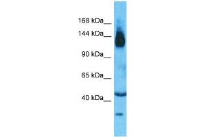 Image no. 1 for anti-Solute Carrier Family 12 (Potassium-Chloride Transporter) Member 2 (SLC12A2) (N-Term) antibody (ABIN5516409)