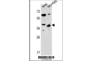 Image no. 1 for anti-Protein Phosphatase 1, Regulatory Subunit 42 (PPP1R42) (AA 238-266), (C-Term) antibody (ABIN656389)