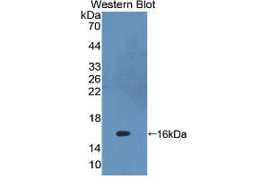 Image no. 3 for anti-Protein Kinase (CAMP-Dependent, Catalytic) Inhibitor gamma (PKIG) (AA 1-76) antibody (ABIN5014181)
