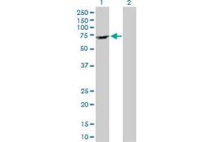 Western Blot analysis of ARFGAP2 expression in transfected 293T cell line by ARFGAP2 MaxPab polyclonal antibody.