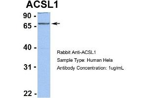 anti-Acyl-CoA Synthetase Long-Chain Family Member 1 (Acsl1) (C-Term) antibody