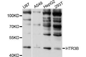 Image no. 1 for anti-Serotonin Receptor 3B (HTR3B) antibody (ABIN4903988)