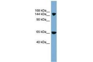 Image no. 1 for anti-Electrogenic Sodium Bicarbonate Cotransporter 4 (NBC4) (AA 899-948) antibody (ABIN6743226)