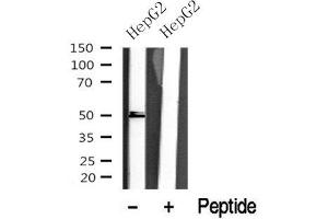 Image no. 1 for anti-Retinoic Acid Receptor, gamma (RARG) antibody (ABIN6264704)