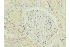 Immunohistochemistry of paraffin-embedded human kidney tissue using ABIN7165639 at dilution of 1:100