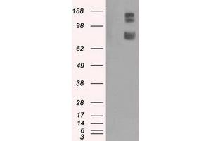 Image no. 2 for anti-GRIP1 Associated Protein 1 (GRIPAP1) antibody (ABIN2722248)