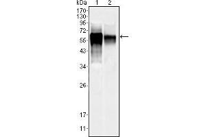 Image no. 2 for anti-Mitogen-Activated Protein Kinase 10 (MAPK10) (AA 28-233) antibody (ABIN1724701)