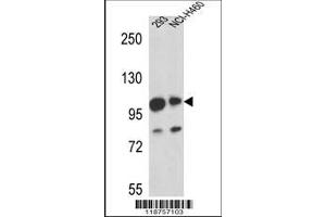 Image no. 1 for anti-Mastermind-Like 1 (MAML1) (AA 198-225) antibody (ABIN655505)