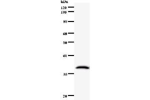 Image no. 1 for anti-THO Complex 1 (THOC1) antibody (ABIN932463)