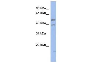 Image no. 3 for anti-Hepatocyte Nuclear Factor 4, alpha (HNF4A) (Middle Region) antibody (ABIN2779763)