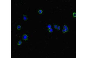 ISPD Antikörper  (AA 1-264)
