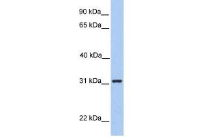 Image no. 1 for anti-Signal Recognition Particle Receptor, B Subunit (SRPRB) (Middle Region) antibody (ABIN2783830)