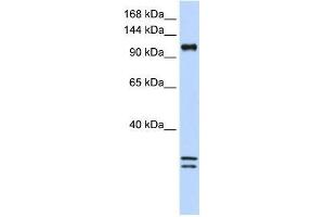Image no. 1 for anti-NCK-Associated Protein 1-Like (NCKAP1L) (C-Term) antibody (ABIN928171)