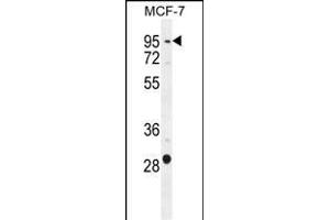 PTCHD3 Antibody (C-term) (ABIN655356 and ABIN2844915) western blot analysis in MCF-7 cell line lysates (35 μg/lane).