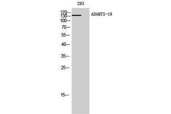 anti-ADAM Metallopeptidase with Thrombospondin Type 1 Motif, 19 (ADAMTS19) (Internal Region) antibody