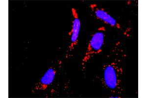 Image no. 4 for anti-Signal Transducer and Activator of Transcription 1, 91kDa (STAT1) (AA 1-712) antibody (ABIN520535)