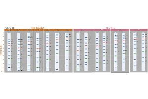 Image no. 2 for ExcelBand™ 3-color Regular Range Protein Marker (ABIN5662604)
