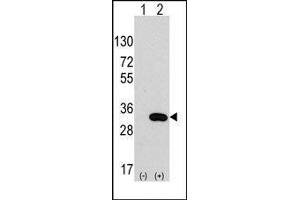 Image no. 1 for anti-Chloride Intracellular Channel 4 (CLIC4) antibody (ABIN359726)