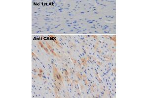 Calnexin anticorps  (C-Term)