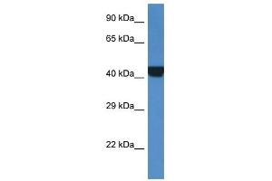 Image no. 1 for anti-Protein Kinase, CAMP-Dependent, Regulatory, Type II, alpha (PRKAR2A) (Middle Region) antibody (ABIN926761)