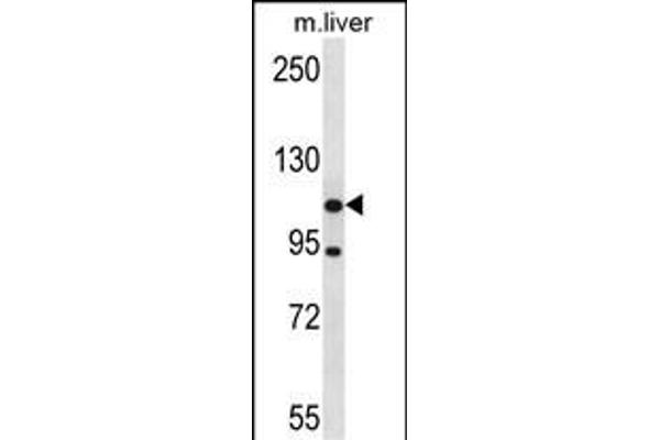 ADNP2 抗体  (AA 702-731)