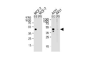 Image no. 1 for anti-Mitochondrial Calcium Uptake 1 (MICU1) (AA 445-474), (C-Term) antibody (ABIN5535878)