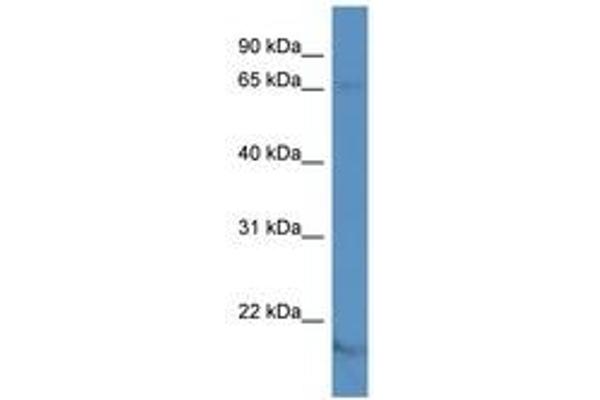KCNA5 antibody  (AA 72-121)
