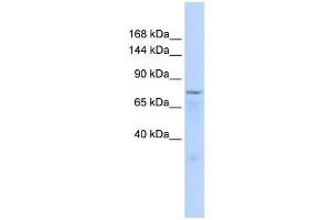 Image no. 1 for anti-Zinc Finger Protein 62 (ZFP62) (Middle Region) antibody (ABIN927679)