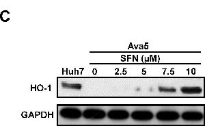 Image no. 102 for anti-Glyceraldehyde-3-Phosphate Dehydrogenase (GAPDH) (Center) antibody (ABIN2857072)